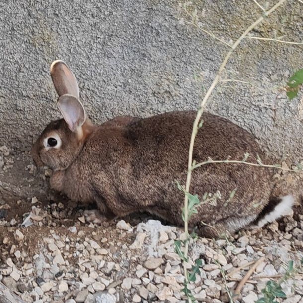 images/animals/chataigne/intro.jpg#joomlaImage://local-images/animals/chataigne/intro.jpg?width=803&height=803