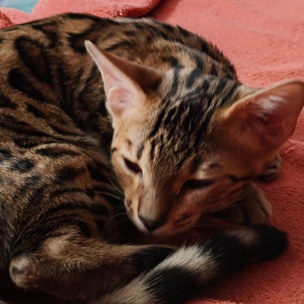 images/animals/harrow/intro.jpg#joomlaImage://local-images/animals/harrow/intro.jpg?width=1370&height=1370