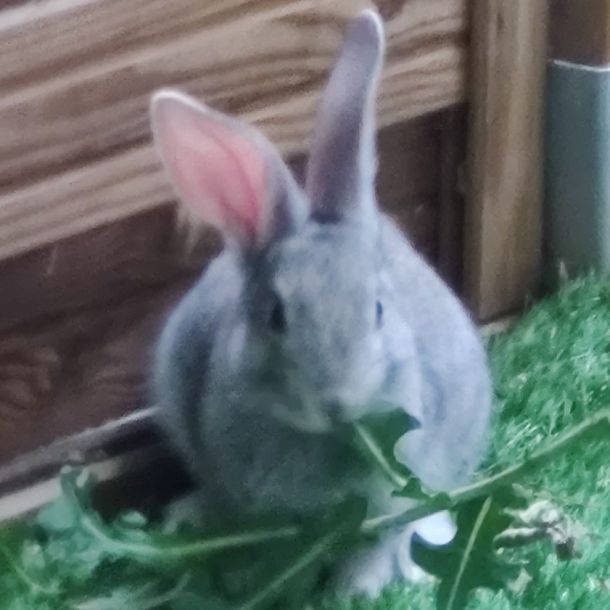 images/animals/cendre/cenrdre-intro.jpg#joomlaImage://local-images/animals/cendre/cenrdre-intro.jpg?width=841&height=841