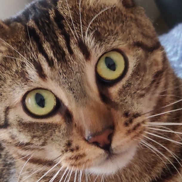 images/animals/victor/victor-intro.jpg#joomlaImage://local-images/animals/victor/victor-intro.jpg?width=1472&height=1472