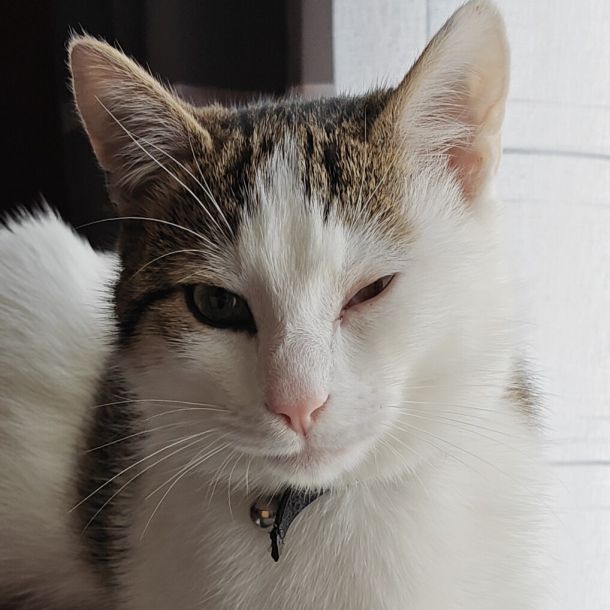 images/animals/volt/intro.jpg#joomlaImage://local-images/animals/volt/intro.jpg?width=1018&height=1018