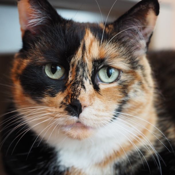 images/animals/flora/flora-intro.JPG#joomlaImage://local-images/animals/flora/flora-intro.JPG?width=3456&height=3456